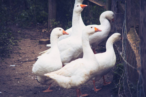 istock Farm animals / day out 1183232065