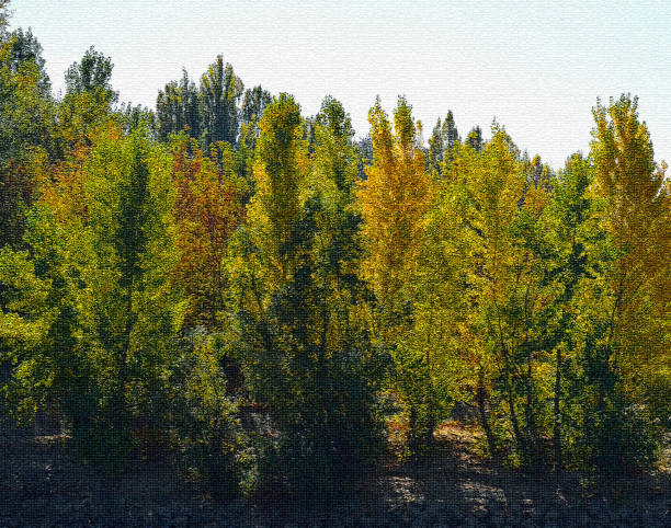 istock beautiful deciduous trees in the autumn forest 1183232168