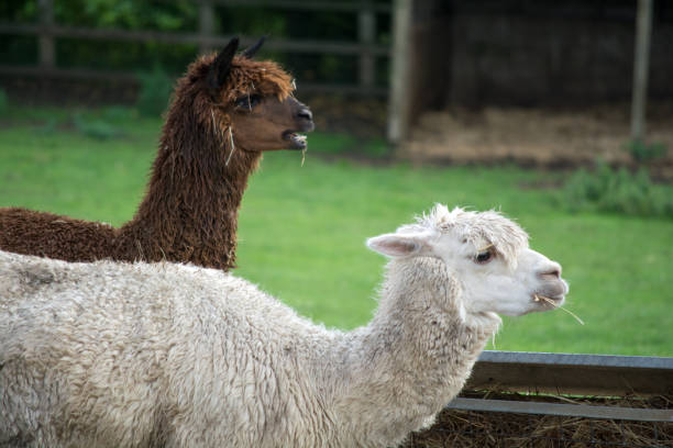 istock Farm animals / day out 1183232344