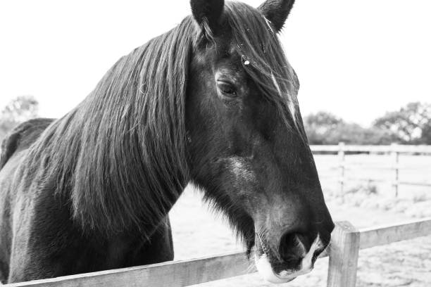istock Farm animals / day out 1183232664