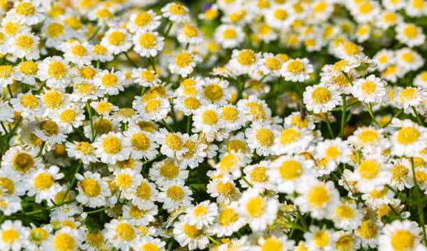 istock Small flowers pharmaceutical chamomile on flower bed 1183232748