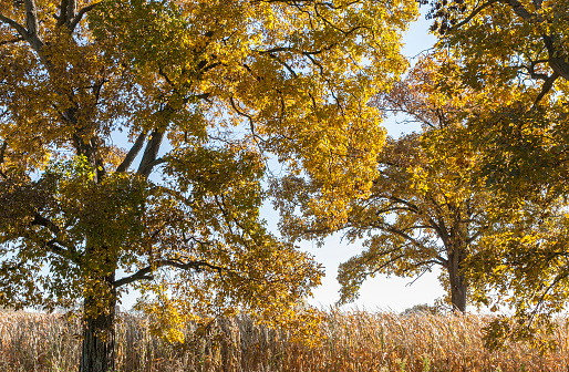 Two hickory trees and dry field corn in the autumn on a sunny day.