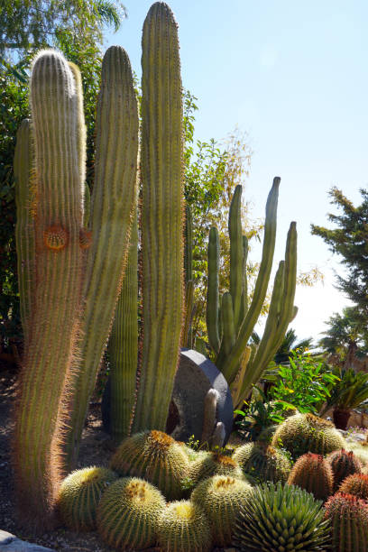 istock saguaro cactus in the desert 1183234650