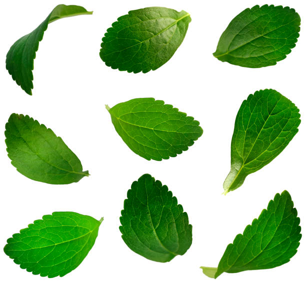 foglie di stevia rebaudiana - sweetleaf foto e immagini stock