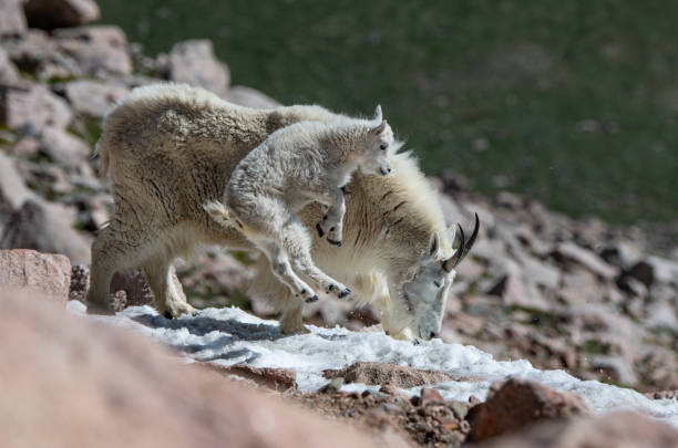 istock A Baby Mountain Goat Dancing in a Snow Patch 1183238163