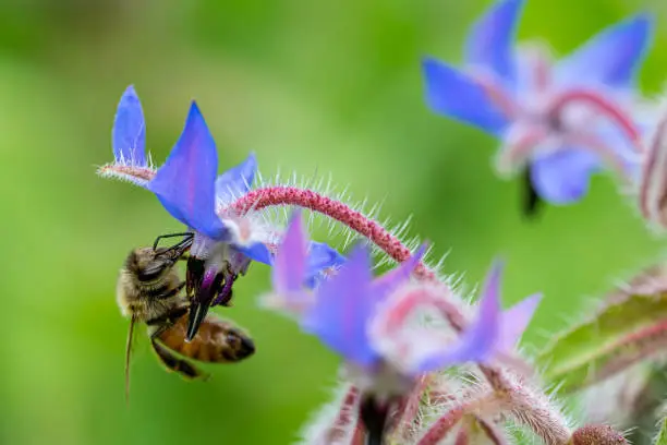 Honey bee collecting nectar pollen from a Borago officinalis wild flower