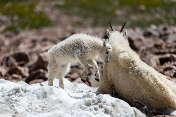 istock A Baby Mountain Goat Dancing in a Snow Patch 1183239932