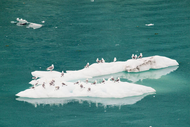 istock A flock of Kittiwakes rests on an Arctic ice floe 1183241207