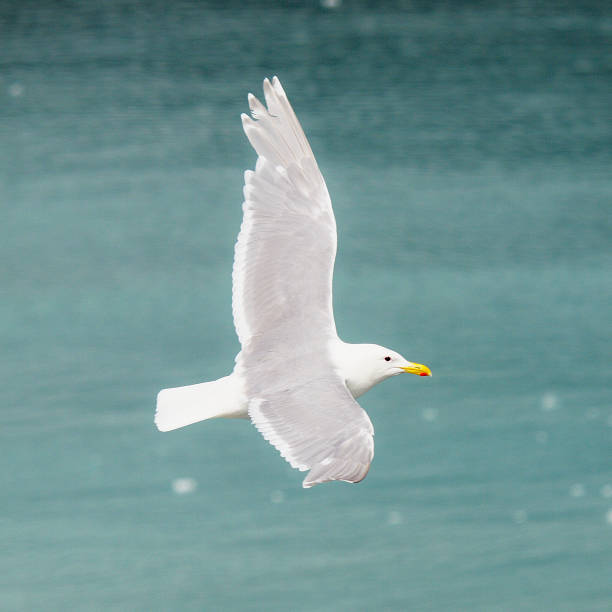 istock A Glaucous Gull flies over Arctic waters 1183241297