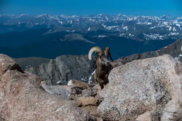 Bighorn Sheep in Colorado with an Awesome View