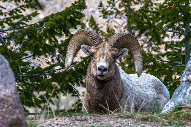 istock Bighorn Sheep Ram Resting on the Mountain 1183241414