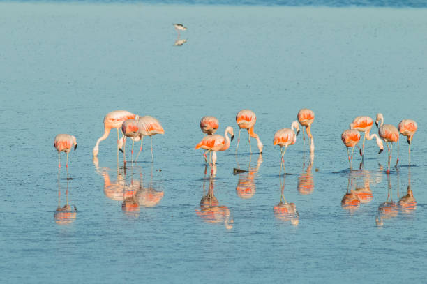 istock Chilean flamingo 1183241529