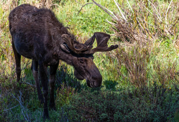 istock A Large Bull Moose Browsing on the Morning 1183242953