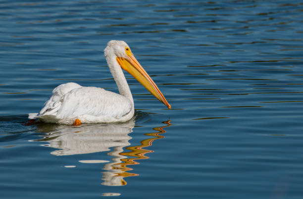 A Beautiful American White Pelican Swimming in a Lake An American White Pelican Taking a Swim on a Summer Morning white pelican animal behavior north america usa stock pictures, royalty-free photos & images