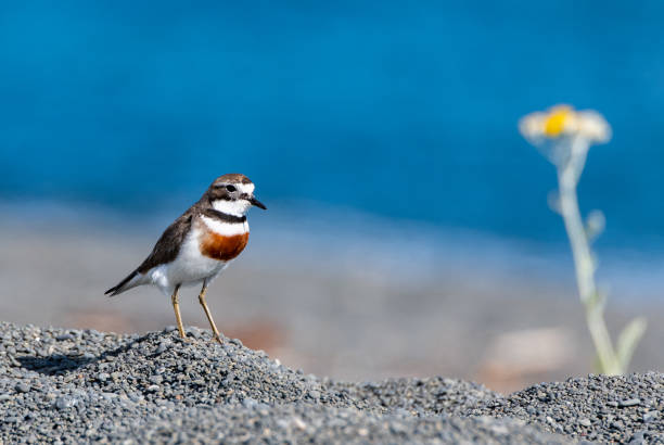 ein doppelband-regenpfeifer streift einen strand auf der südinsel neuseelands - charadrius stock-fotos und bilder