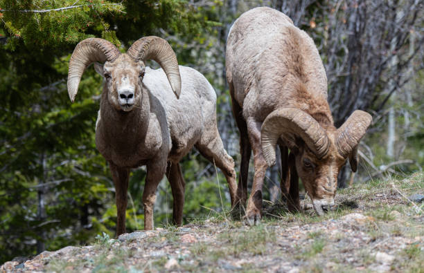 istock Bighorn Sheep Ram Grazing in a Mountain Side 1183244503