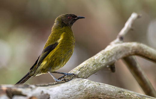A New Zealand bellbird searching for food in New Zealand