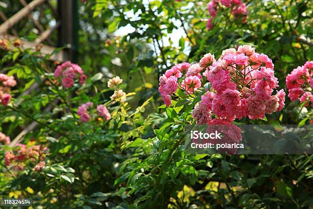 Im Garten Xxl Stockfoto und mehr Bilder von Anfang - Anfang, Bali, Balinesische Kultur