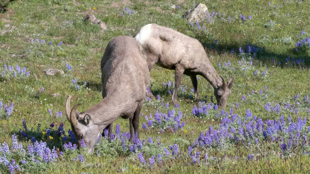 イエローストーンのマウントウォッシュバーンで放牧する2匹の大きな角の羊 - montana mountain lupine meadow ストックフォトと画像