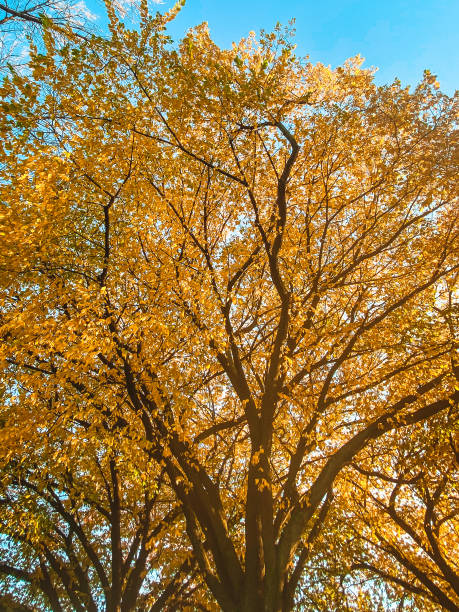 istock Branches of tree with fall colored leaves during Fall season in USA 1183245296