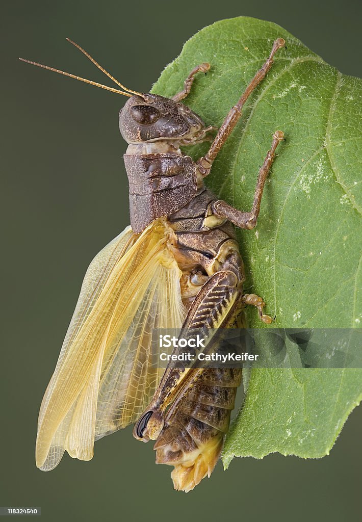 Grasshopper secagem asas - Foto de stock de Animal royalty-free