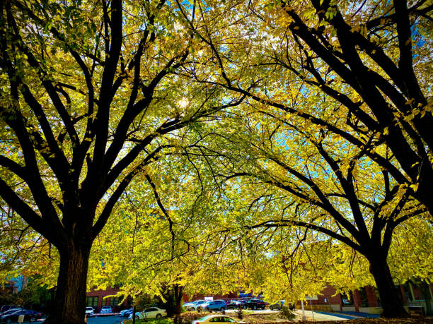 istock Branches of tree with fall colored leaves during Fall season in USA 1183245436
