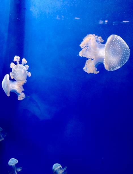 istock Jellyfish in tropical waters 1183248571