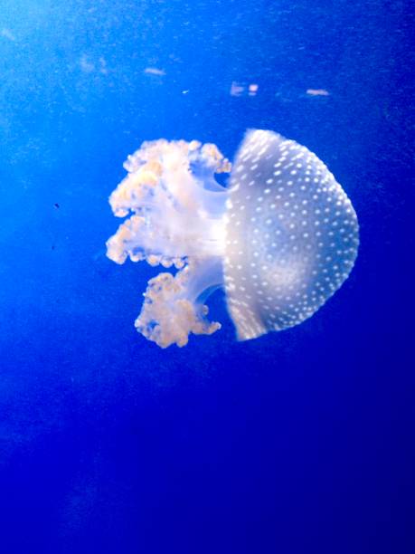 istock Jellyfish in tropical waters 1183248581