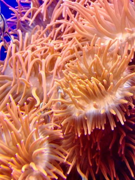 istock Anemones in tropical waters 1183248590