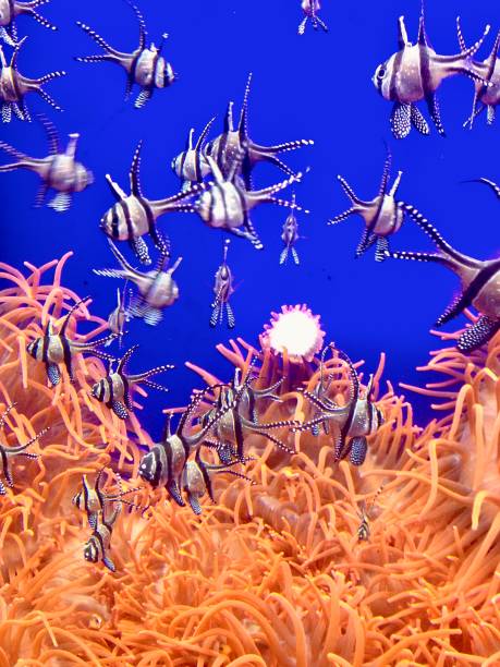 istock Anemones and tropical fishes 1183248596