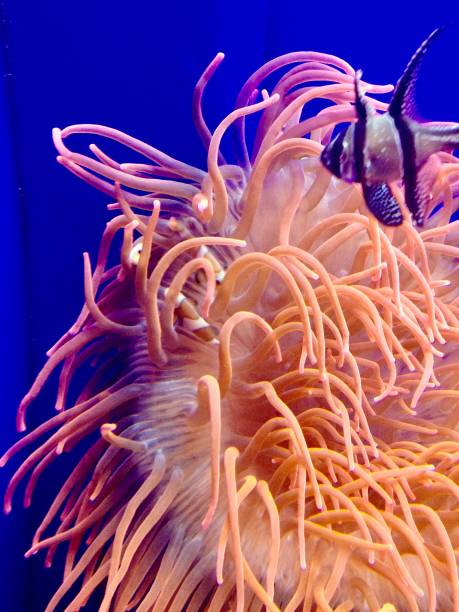 istock Anemones and other tropical fishes 1183248603