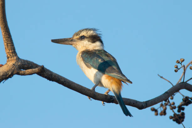 istock Red backed kingfisher bird in Australia 1183248873