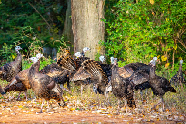 istock Wisconsin wild turkeys in early autumn 1183250512