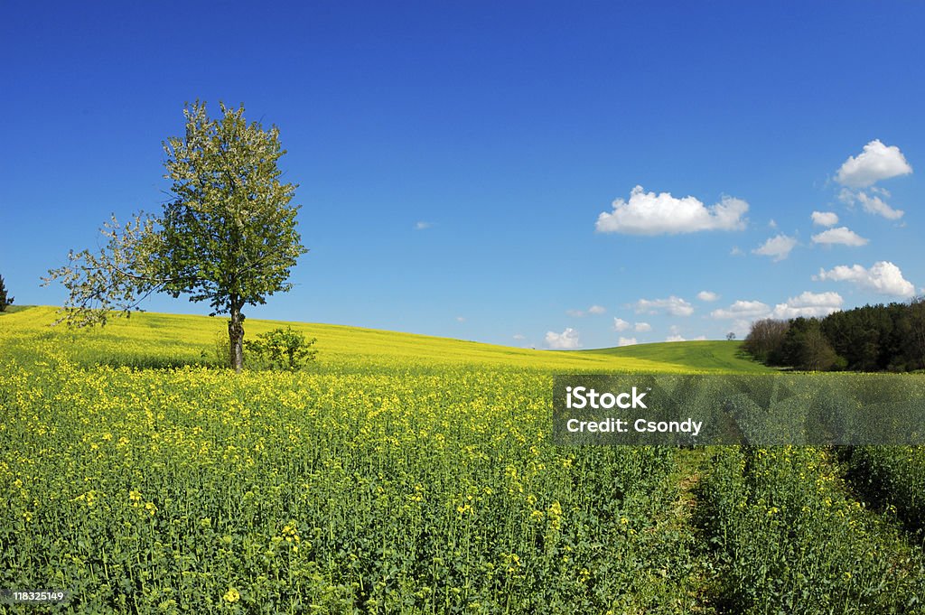 Albero solitario in un campo verde - Foto stock royalty-free di Albero