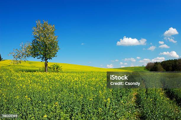 Albero Solitario In Un Campo Verde - Fotografie stock e altre immagini di Albero - Albero, Ambientazione esterna, Ambientazione tranquilla