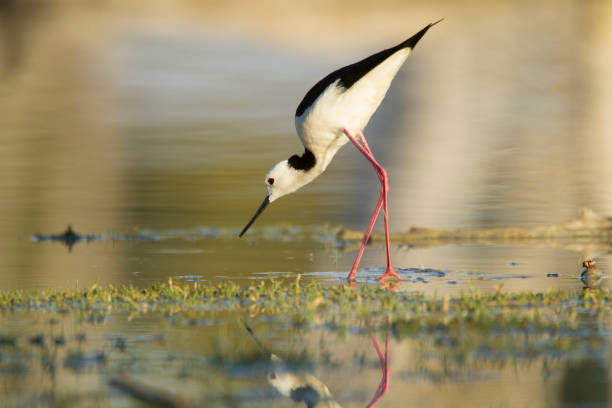 istock Black winged Stilt drinking in outback Western Queensland Australia 1183252986