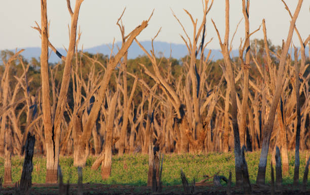 Dead tree backgrounhd stock photo