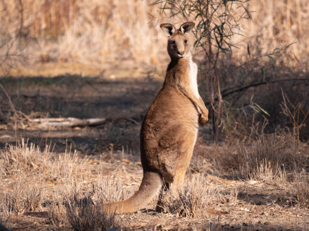 Eastern Grey Kangaroo near Warren New South Wales Australia stock photo