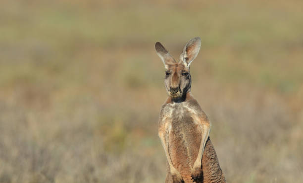 Red Kangaroo in outback Australia stock photo