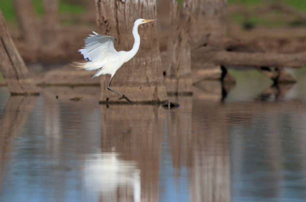 Egret landing on an outback Australia bilabong water lagoon stock photo