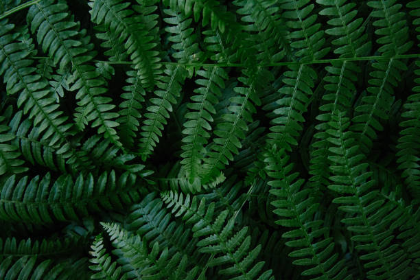 istock Dark green fern branches texture 1183253595