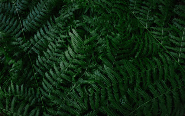 istock Dark green fern branches texture 1183253598