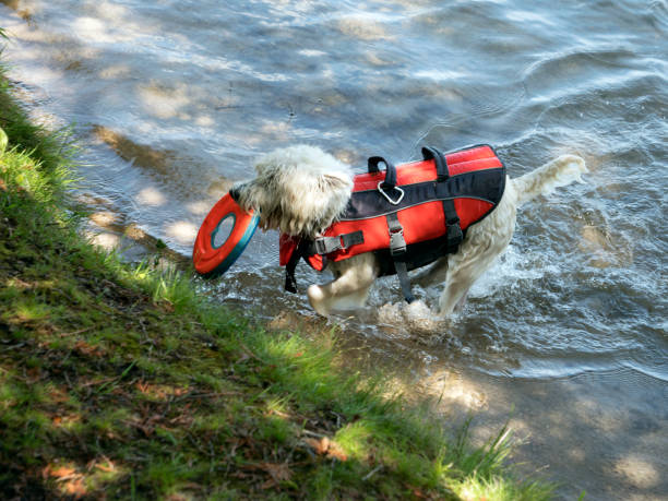 istock Westie in the water 1183256174