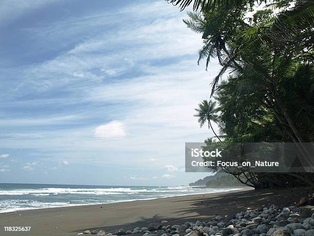 Palm Tree Spiaggia - Fotografie stock e altre immagini di Acqua - Acqua, Albero, Albero tropicale