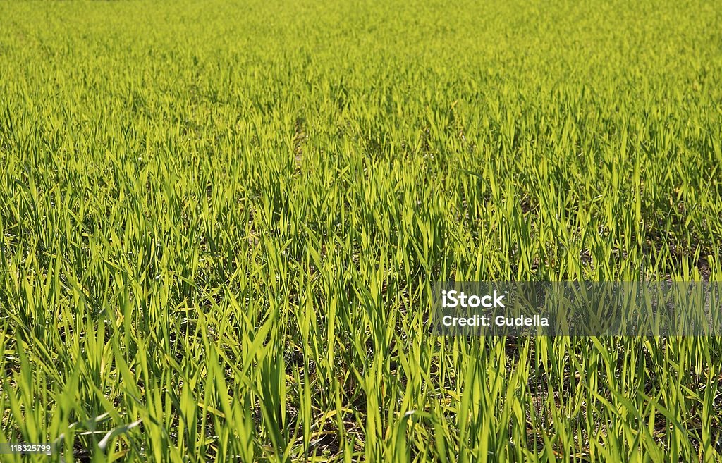 Trigo integral - Foto de stock de Agricultura royalty-free