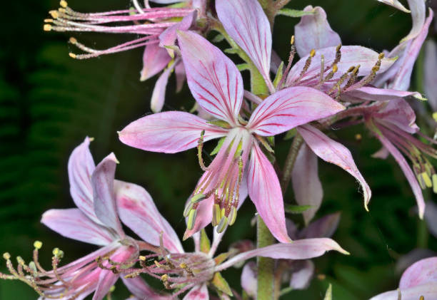 istock Flower fraxinella 7 1183259753