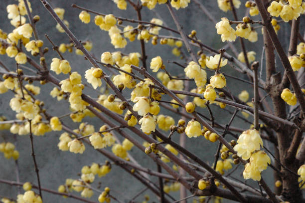 ウィンタースウィートの花 - チモナンサス・プラエコックス - winter sweet ストックフォトと画像