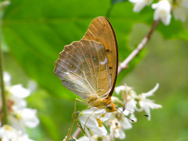 istock Anadyomene Fritillary - Nephargynnis anadyomene 1183259868