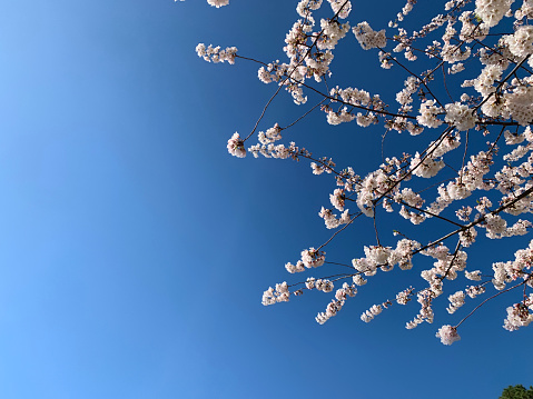 Cherry Blossom Branches against a blue background