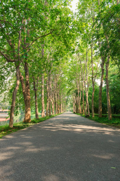 istock Green trees in the botanical garden 1183271519